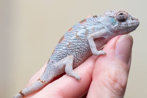 Holdbacks/Individuals: Premiere 50/50 Locale Cross offspring from "Marvin Gaye x "Biby" (AKA Bug) - Hatched August 2025 - Male #1