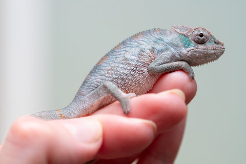 Holdbacks/Individuals: Premiere 50/50 Locale Cross offspring from "Marvin Gaye x "Biby" (AKA Bug) - Hatched August 2025 - Male #1