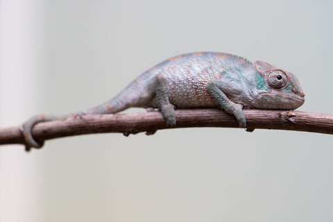 Holdbacks/Individuals: Premiere 50/50 Locale Cross offspring from "Marvin Gaye x "Biby" (AKA Bug) - Hatched August 2025 - Male #1