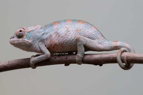 Holdbacks/Individuals: Premiere 50/50 Locale Cross offspring from "Marvin Gaye x "Biby" (AKA Bug) - Hatched August 2025 - Male #1