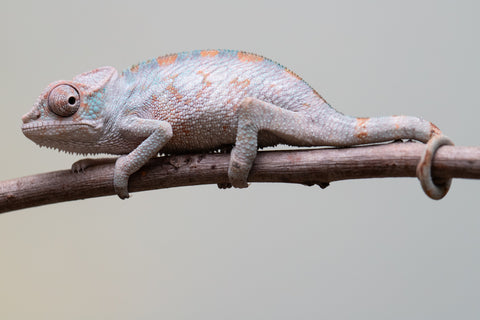 Holdbacks/Individuals: Premiere 50/50 Locale Cross offspring from "Marvin Gaye x "Biby" (AKA Bug) - Hatched August 2025 - Male #1