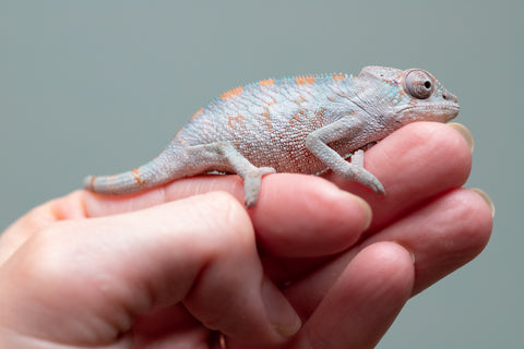 Holdbacks/Individuals: Premiere 50/50 Locale Cross offspring from "Marvin Gaye x "Biby" (AKA Bug) - Hatched August 2025 - Male #1