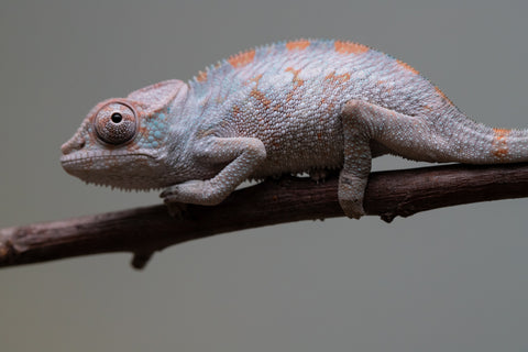 Holdbacks/Individuals: Premiere 50/50 Locale Cross offspring from "Marvin Gaye x "Biby" (AKA Bug) - Hatched August 2025 - Male #1