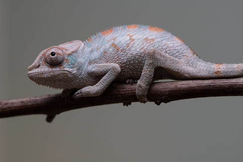 Holdbacks/Individuals: Premiere 50/50 Locale Cross offspring from "Marvin Gaye x "Biby" (AKA Bug) - Hatched August 2025 - Male #1