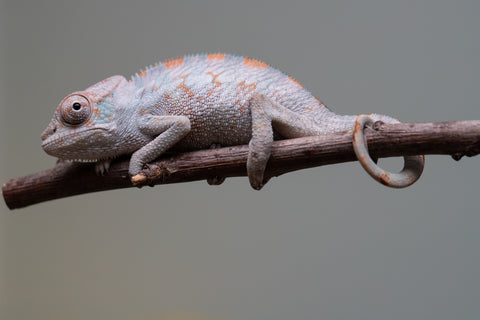 Holdbacks/Individuals: Premiere 50/50 Locale Cross offspring from "Marvin Gaye x "Biby" (AKA Bug) - Hatched August 2025 - Male #1