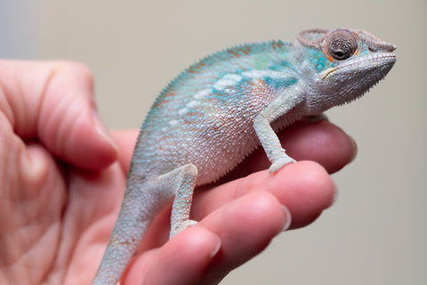 Holdbacks/Individuals: Premiere 50/50 Locale Cross offspring from "Marvin Gaye x "Biby" (AKA Bug) - Hatched August 2025 - Male #1