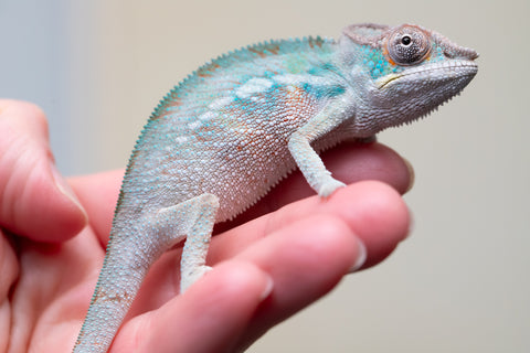 Holdbacks/Individuals: Premiere 50/50 Locale Cross offspring from "Marvin Gaye x "Biby" (AKA Bug) - Hatched August 2025 - Male #1