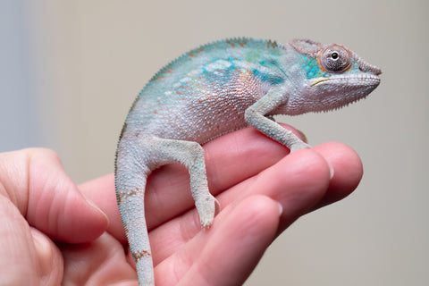 Holdbacks/Individuals: Premiere 50/50 Locale Cross offspring from "Marvin Gaye x "Biby" (AKA Bug) - Hatched August 2025 - Male #1