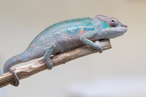 Holdbacks/Individuals: Premiere 50/50 Locale Cross offspring from "Marvin Gaye x "Biby" (AKA Bug) - Hatched August 2025 - Male #1