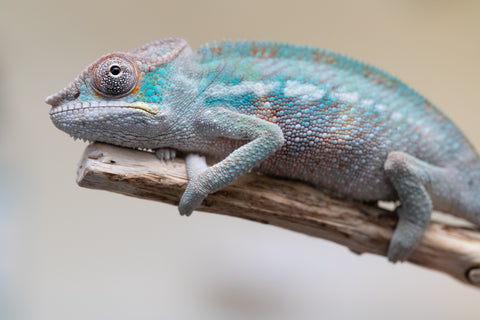 Holdbacks/Individuals: Premiere 50/50 Locale Cross offspring from "Marvin Gaye x "Biby" (AKA Bug) - Hatched August 2025 - Male #1