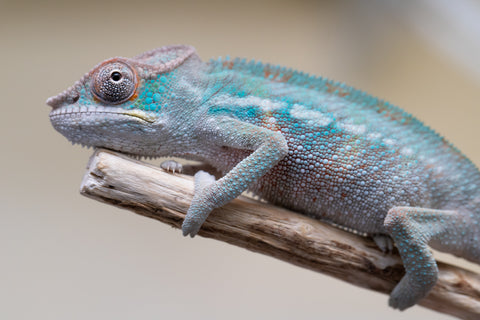 Holdbacks/Individuals: Premiere 50/50 Locale Cross offspring from "Marvin Gaye x "Biby" (AKA Bug) - Hatched August 2025 - Male #1