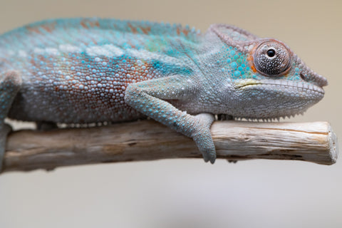 Holdbacks/Individuals: Premiere 50/50 Locale Cross offspring from "Marvin Gaye x "Biby" (AKA Bug) - Hatched August 2025 - Male #1