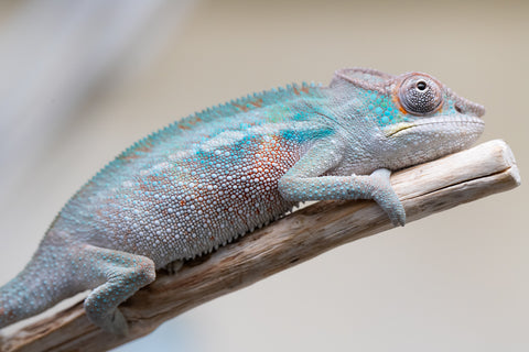 Holdbacks/Individuals: Premiere 50/50 Locale Cross offspring from "Marvin Gaye x "Biby" (AKA Bug) - Hatched August 2025 - Male #1