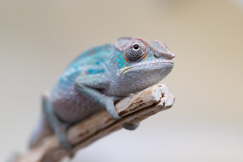 Holdbacks/Individuals: Premiere 50/50 Locale Cross offspring from "Marvin Gaye x "Biby" (AKA Bug) - Hatched August 2025 - Male #1