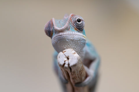 Holdbacks/Individuals: Premiere 50/50 Locale Cross offspring from "Marvin Gaye x "Biby" (AKA Bug) - Hatched August 2025 - Male #1