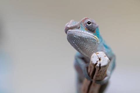 Holdbacks/Individuals: Premiere 50/50 Locale Cross offspring from "Marvin Gaye x "Biby" (AKA Bug) - Hatched August 2025 - Male #1