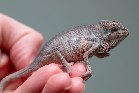 Holdbacks/Individuals: Premiere 50/50 Locale Cross offspring from "Marvin Gaye x "Biby" (AKA Bug) - Hatched August 2025 - Male #2