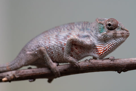 Holdbacks/Individuals: Premiere 50/50 Locale Cross offspring from "Marvin Gaye x "Biby" (AKA Bug) - Hatched August 2025 - Male #2