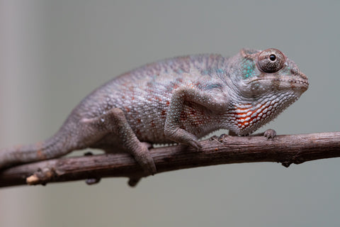 Holdbacks/Individuals: Premiere 50/50 Locale Cross offspring from "Marvin Gaye x "Biby" (AKA Bug) - Hatched August 2025 - Male #2