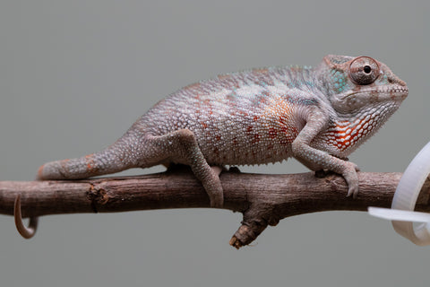 Holdbacks/Individuals: Premiere 50/50 Locale Cross offspring from "Marvin Gaye x "Biby" (AKA Bug) - Hatched August 2025 - Male #2