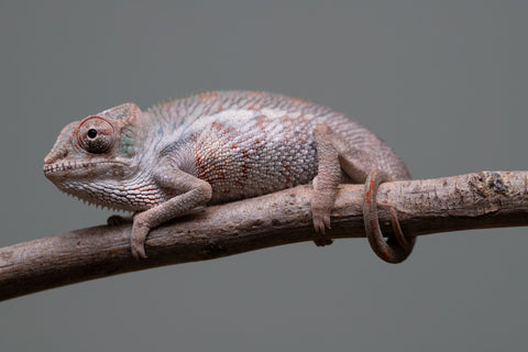 Holdbacks/Individuals: Premiere 50/50 Locale Cross offspring from "Marvin Gaye x "Biby" (AKA Bug) - Hatched August 2025 - Male #2