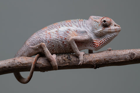 Holdbacks/Individuals: Premiere 50/50 Locale Cross offspring from "Marvin Gaye x "Biby" (AKA Bug) - Hatched August 2025 - Male #2