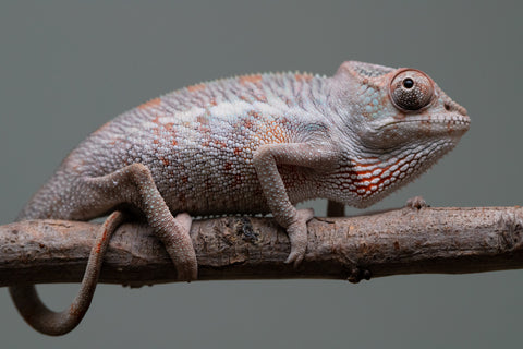 Holdbacks/Individuals: Premiere 50/50 Locale Cross offspring from "Marvin Gaye x "Biby" (AKA Bug) - Hatched August 2025 - Male #2