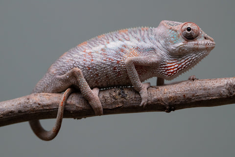 Holdbacks/Individuals: Premiere 50/50 Locale Cross offspring from "Marvin Gaye x "Biby" (AKA Bug) - Hatched August 2025 - Male #2