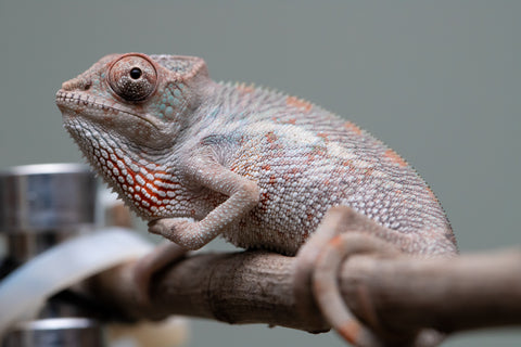 Holdbacks/Individuals: Premiere 50/50 Locale Cross offspring from "Marvin Gaye x "Biby" (AKA Bug) - Hatched August 2025 - Male #2