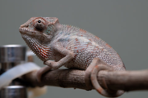 Holdbacks/Individuals: Premiere 50/50 Locale Cross offspring from "Marvin Gaye x "Biby" (AKA Bug) - Hatched August 2025 - Male #2