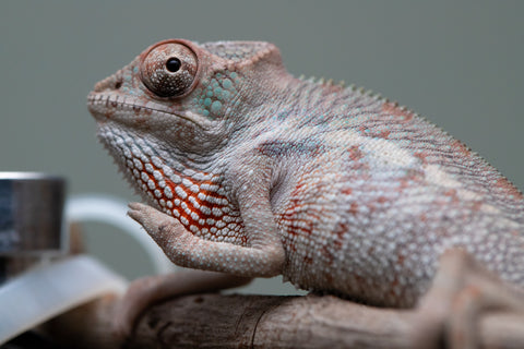 Holdbacks/Individuals: Premiere 50/50 Locale Cross offspring from "Marvin Gaye x "Biby" (AKA Bug) - Hatched August 2025 - Male #2