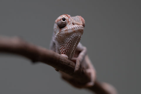 Holdbacks/Individuals: Premiere 50/50 Locale Cross offspring from "Marvin Gaye x "Biby" (AKA Bug) - Hatched August 2025 - Male #2