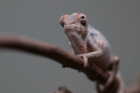 Holdbacks/Individuals: Premiere 50/50 Locale Cross offspring from "Marvin Gaye x "Biby" (AKA Bug) - Hatched August 2025 - Male #2