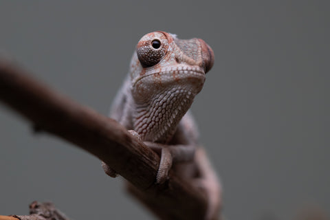 Holdbacks/Individuals: Premiere 50/50 Locale Cross offspring from "Marvin Gaye x "Biby" (AKA Bug) - Hatched August 2025 - Male #2