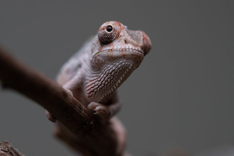 Holdbacks/Individuals: Premiere 50/50 Locale Cross offspring from "Marvin Gaye x "Biby" (AKA Bug) - Hatched August 2025 - Male #2