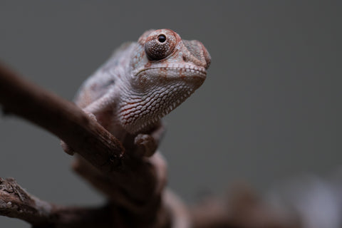 Holdbacks/Individuals: Premiere 50/50 Locale Cross offspring from "Marvin Gaye x "Biby" (AKA Bug) - Hatched August 2025 - Male #2