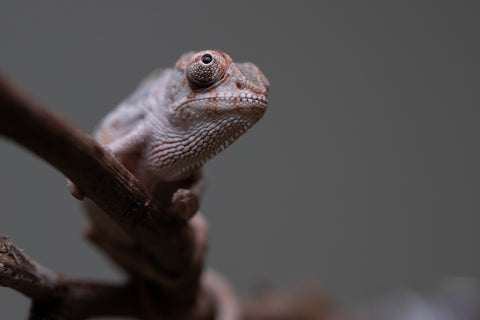 Holdbacks/Individuals: Premiere 50/50 Locale Cross offspring from "Marvin Gaye x "Biby" (AKA Bug) - Hatched August 2025 - Male #2