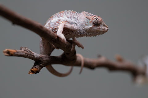 Holdbacks/Individuals: Premiere 50/50 Locale Cross offspring from "Marvin Gaye x "Biby" (AKA Bug) - Hatched August 2025 - Male #2