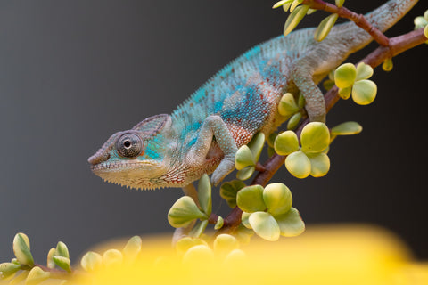 Holdbacks/Individuals: Premiere 50/50 Locale Cross offspring from "Marvin Gaye x "Biby" (AKA Bug) - Hatched August 2025 - Male #2