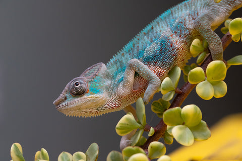 Holdbacks/Individuals: Premiere 50/50 Locale Cross offspring from "Marvin Gaye x "Biby" (AKA Bug) - Hatched August 2025 - Male #2