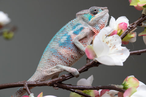 Holdbacks/Individuals: Premiere 50/50 Locale Cross offspring from "Marvin Gaye x "Biby" (AKA Bug) - Hatched August 2025 - Male #2