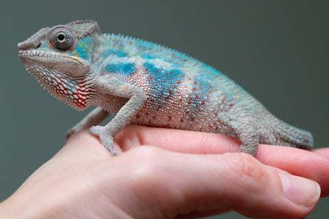 Holdbacks/Individuals: Premiere 50/50 Locale Cross offspring from "Marvin Gaye x "Biby" (AKA Bug) - Hatched August 2025 - Male #2