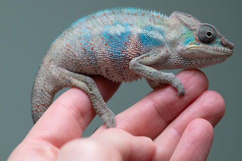 Holdbacks/Individuals: Premiere 50/50 Locale Cross offspring from "Marvin Gaye x "Biby" (AKA Bug) - Hatched August 2025 - Male #2