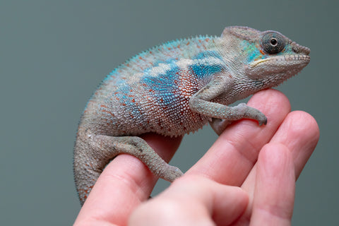 Holdbacks/Individuals: Premiere 50/50 Locale Cross offspring from "Marvin Gaye x "Biby" (AKA Bug) - Hatched August 2025 - Male #2