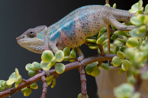 Holdbacks/Individuals: Premiere 50/50 Locale Cross offspring from "Marvin Gaye x "Biby" (AKA Bug) - Hatched August 2025 - Male #2