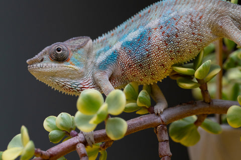 Holdbacks/Individuals: Premiere 50/50 Locale Cross offspring from "Marvin Gaye x "Biby" (AKA Bug) - Hatched August 2025 - Male #2