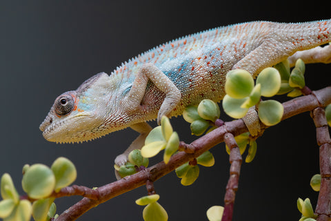 Holdbacks/Individuals: Premiere 50/50 Locale Cross offspring from "Marvin Gaye x "Biby" (AKA Bug) - Hatched August 2025 - Male #2