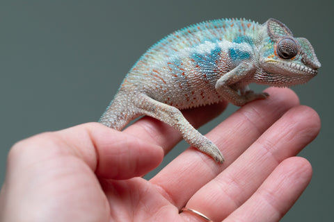 Holdbacks/Individuals: Premiere 50/50 Locale Cross offspring from "Marvin Gaye x "Biby" (AKA Bug) - Hatched August 2025 - Male #2