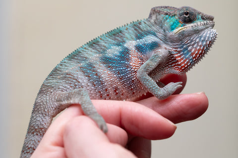 Holdbacks/Individuals: Premiere 50/50 Locale Cross offspring from "Marvin Gaye x "Biby" (AKA Bug) - Hatched August 2025 - Male #2