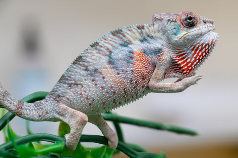 Holdbacks/Individuals: Premiere 50/50 Locale Cross offspring from "Marvin Gaye x "Biby" (AKA Bug) - Hatched August 2025 - Male #3